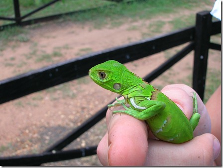 comment prendre un iguane