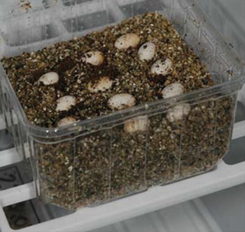 Oeufs incubés dans l'incubateur Egg-O-Bator de Lucky Reptiles